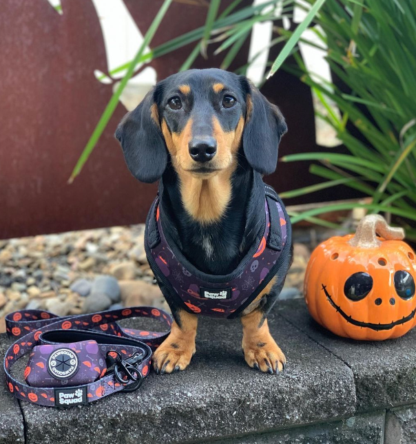 PAWSQUADS Halloween Harness Set