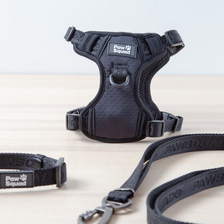 Black Dog Harness