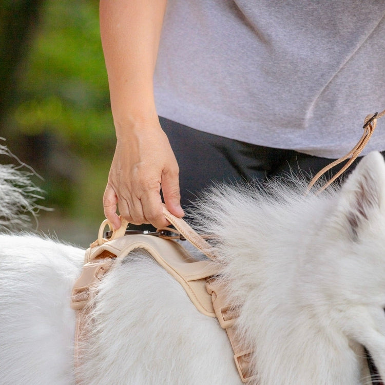 Dog Handle Dog Harness