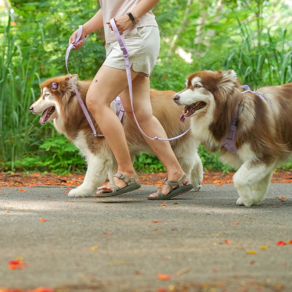 Basics Dog Leash (Lilac)