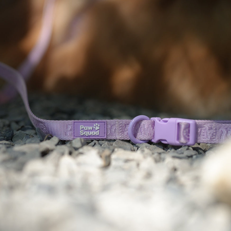 Basics Dog Leash (Lilac)