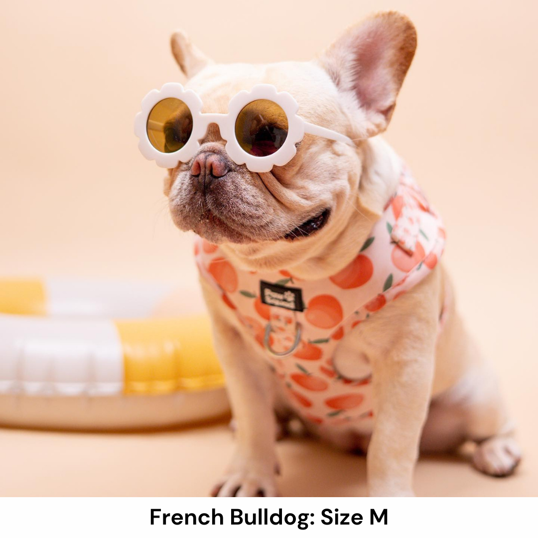 Peachy Dog Harness