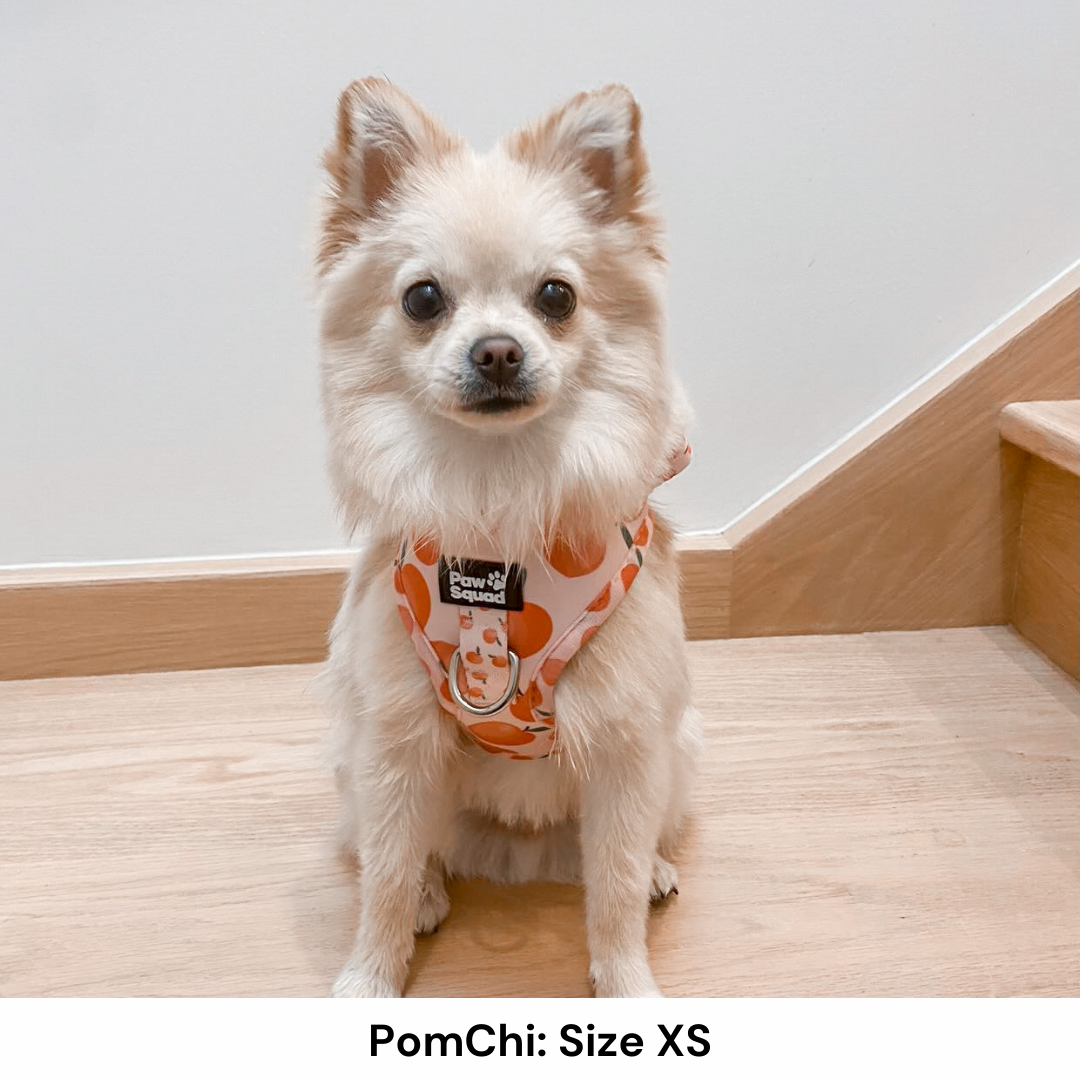 Peachy Dog Harness