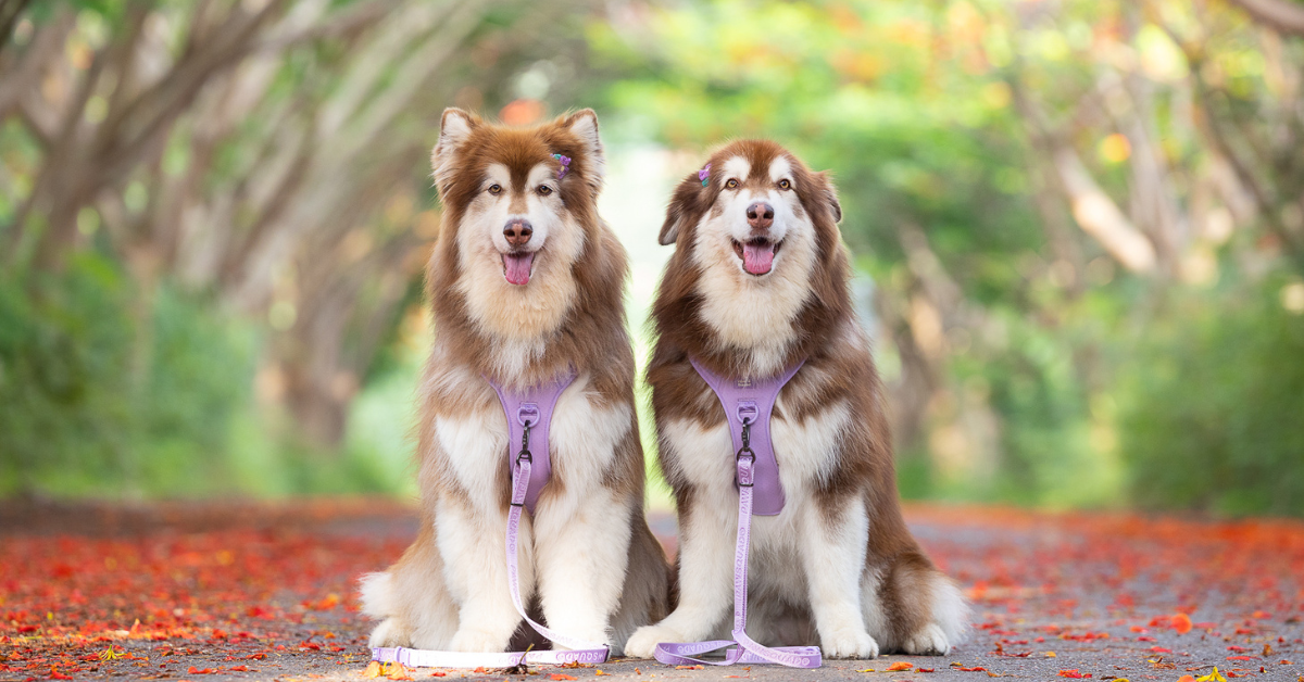 Alaskan Malamute in Pawsquad Basics Harness