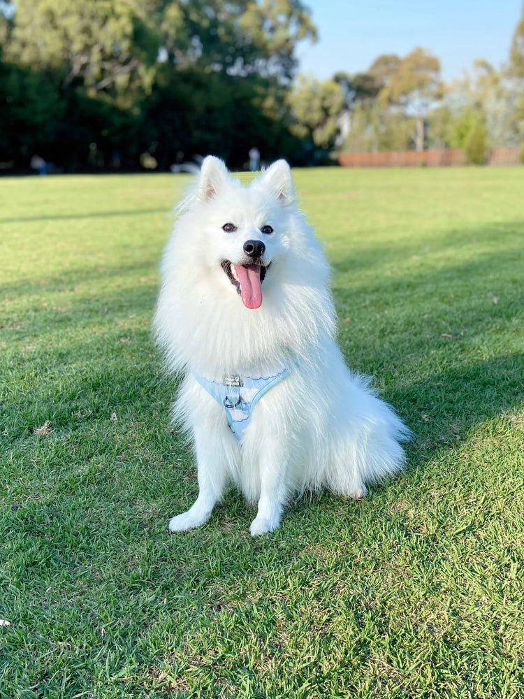 Above the Clouds Harness Pawsquad