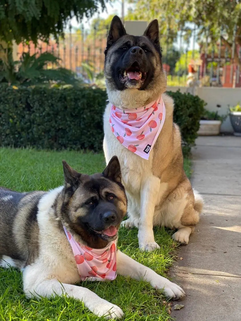 Peachy Bandana Pawsquad