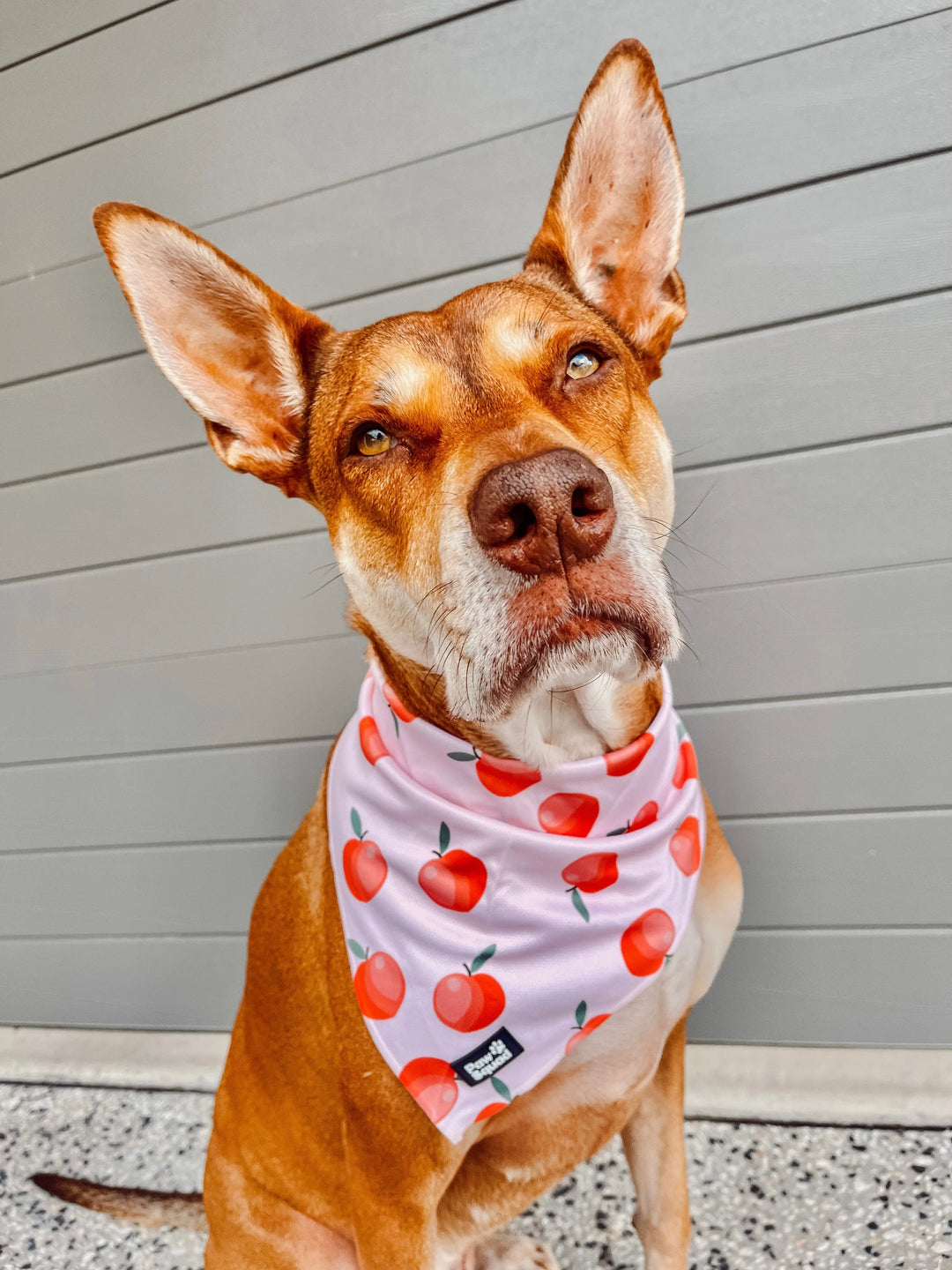 Peachy Bandana Pawsquad