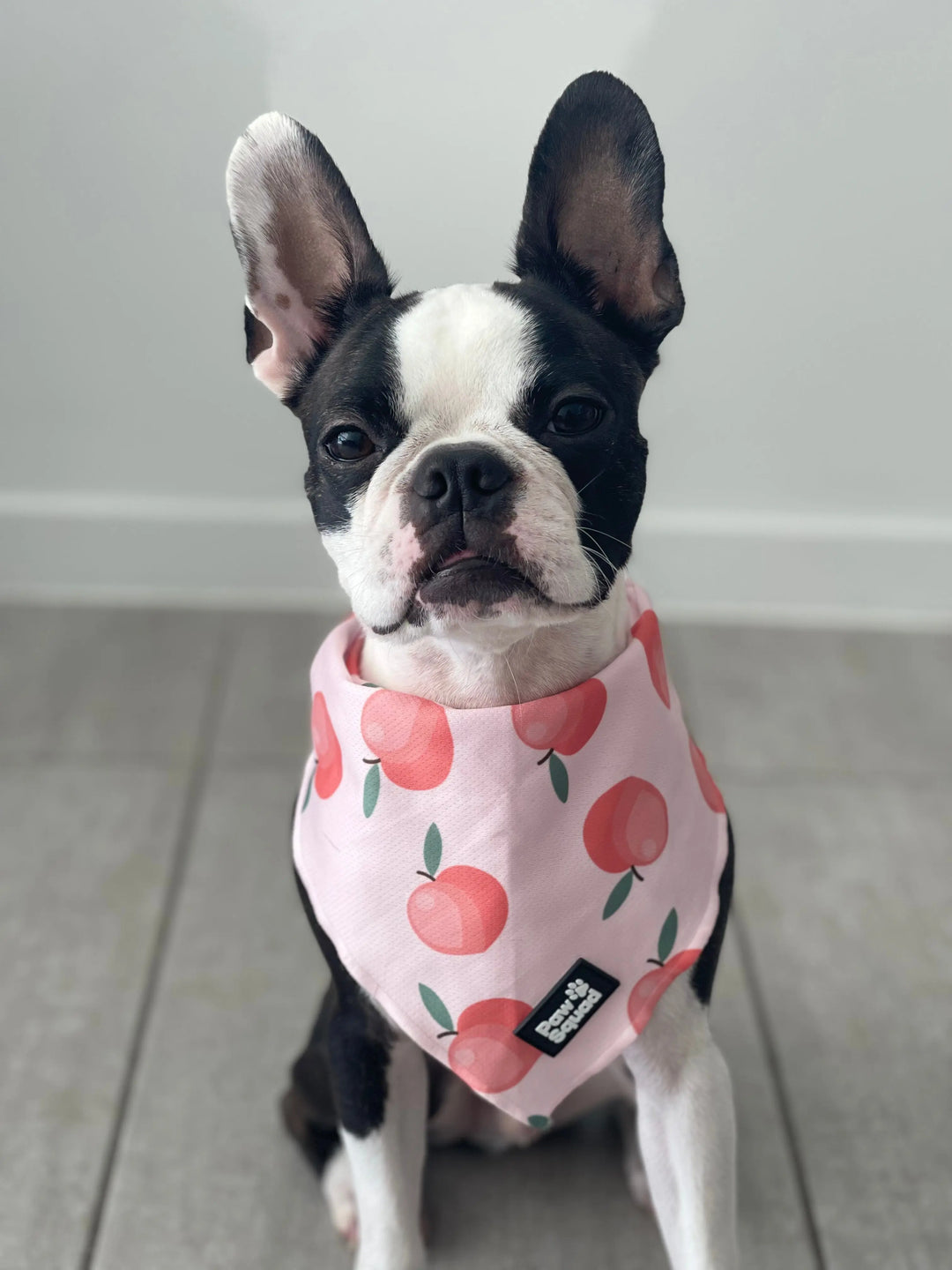 Peachy Bandana Pawsquad